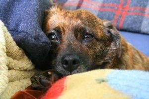 Managing Pain in Dogs: Safe Medication and Veterinary Guidance