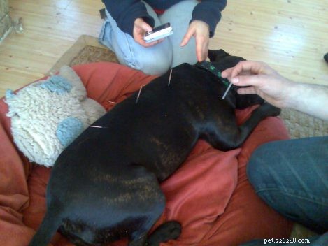 Managing Pain in Dogs: Safe Medication and Veterinary Guidance