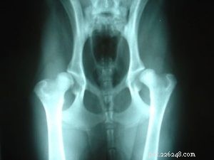 Managing Pain in Dogs: Safe Medication and Veterinary Guidance