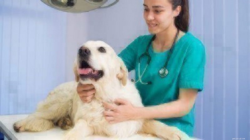 Heartworm Prevention & Treatment for Dogs & Puppies: Key Insights