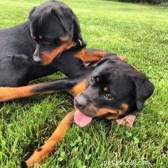 Protecting Your Dog (and Family) from Lyme Disease: Symptoms, Prevention, and Treatment