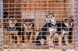 Why Spay and Neuter Programs Save Lives and Communities
