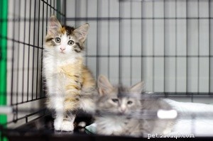 Why Spay and Neuter Programs Save Lives and Communities