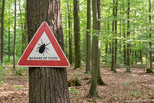 Protect Your Dog from Tick-Borne Diseases: Expert Guide