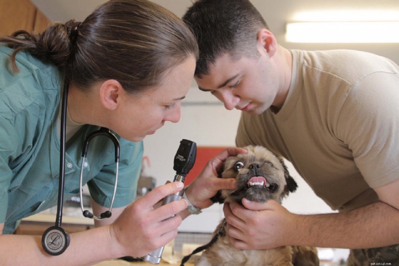 Preventing Canine Cancer: Essential Care & Early Detection