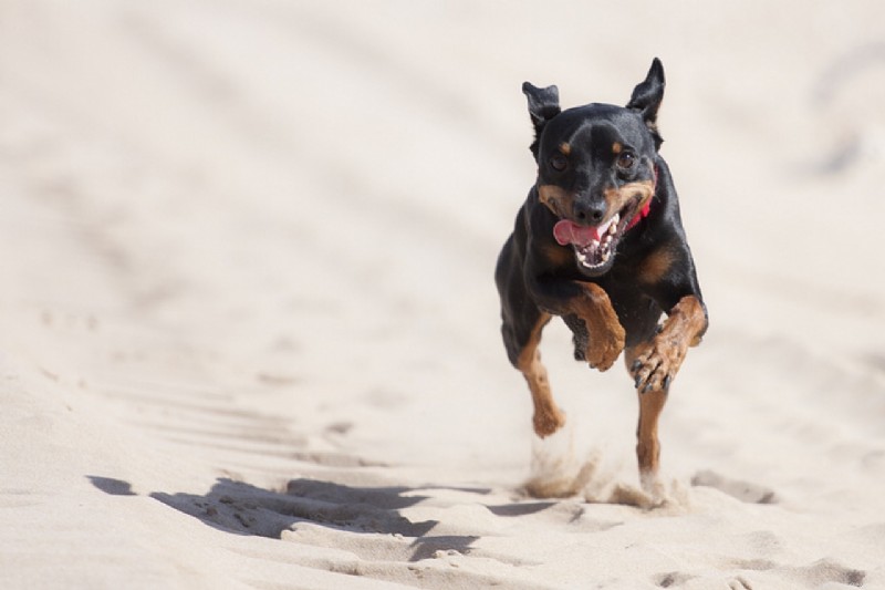 Preventing Canine Cancer: Essential Care & Early Detection