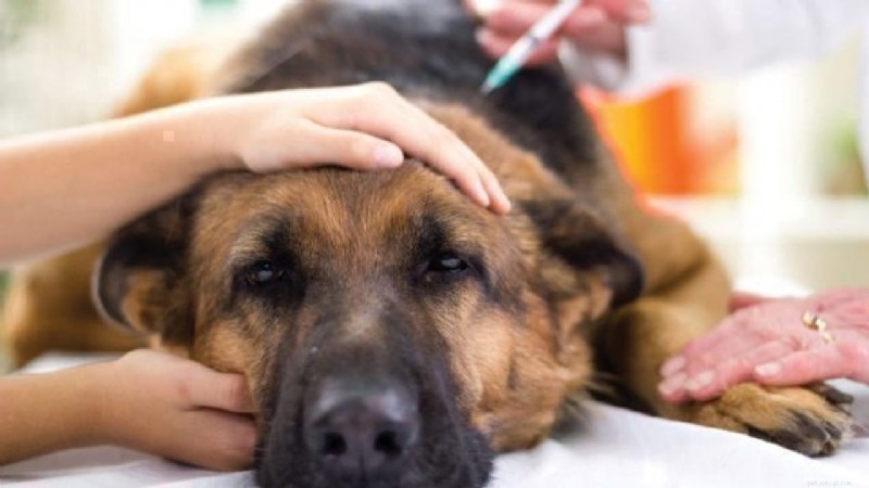 Xylitol: The Silent Threat to Your Dog’s Health