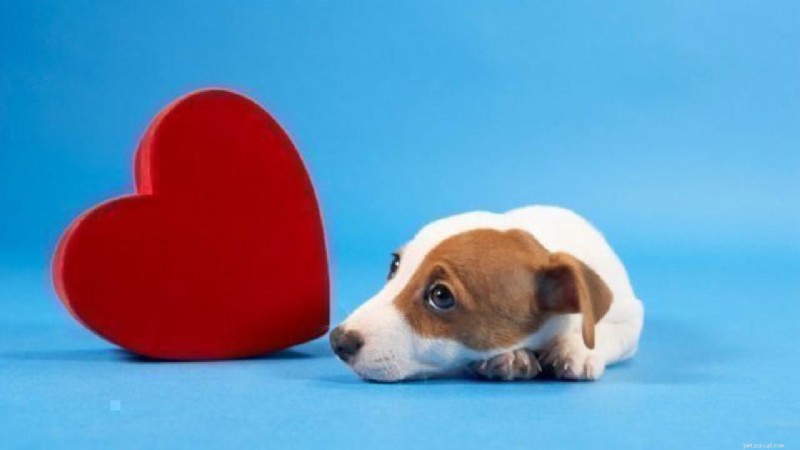Xylitol: The Silent Threat to Your Dog’s Health
