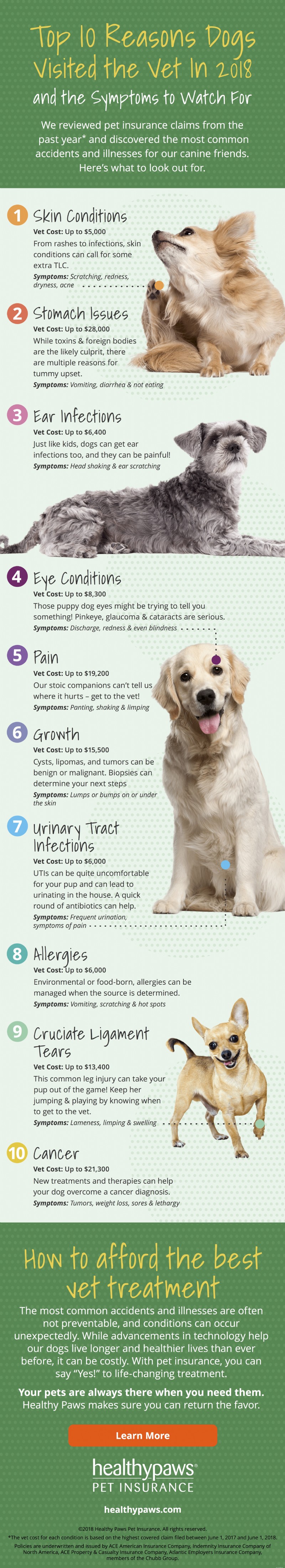 Why Dogs Go to the Vet: Top 10 Causes Revealed (Infographic)