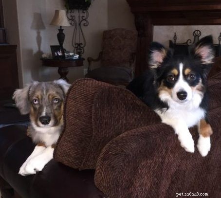 Managing Canine Epilepsy: Causes, Symptoms, and Care