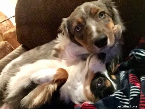Managing Canine Epilepsy: Causes, Symptoms, and Care