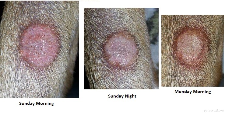 Ringworm in Dogs and Puppies: Causes, Symptoms, and Prevention