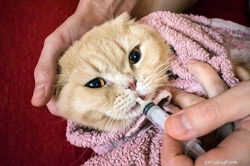 Expert Guide: Giving Your Pet Medication Safely & Quickly