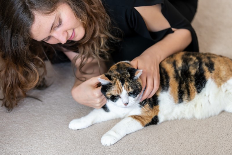 Discover the Tellington TTouch Method: Gentle Healing & Positive Animal Training