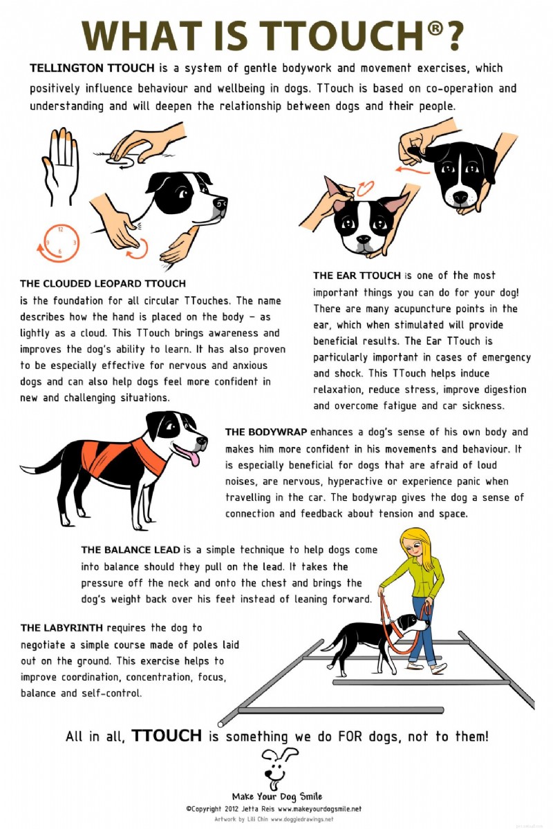 Discover the Tellington TTouch Method: Gentle Healing & Positive Animal Training