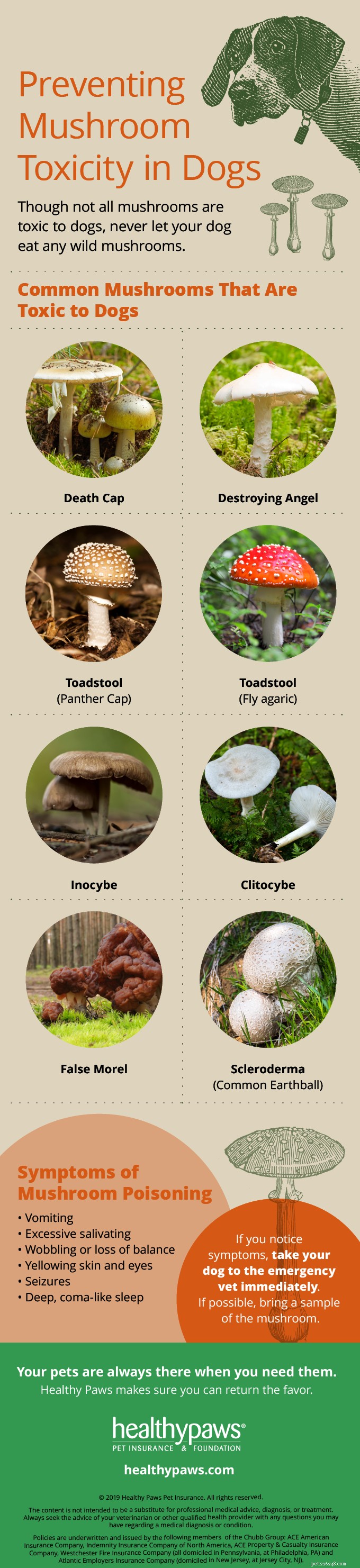 Infographic: How to Keep Dogs Safe from Mushroom Poisoning