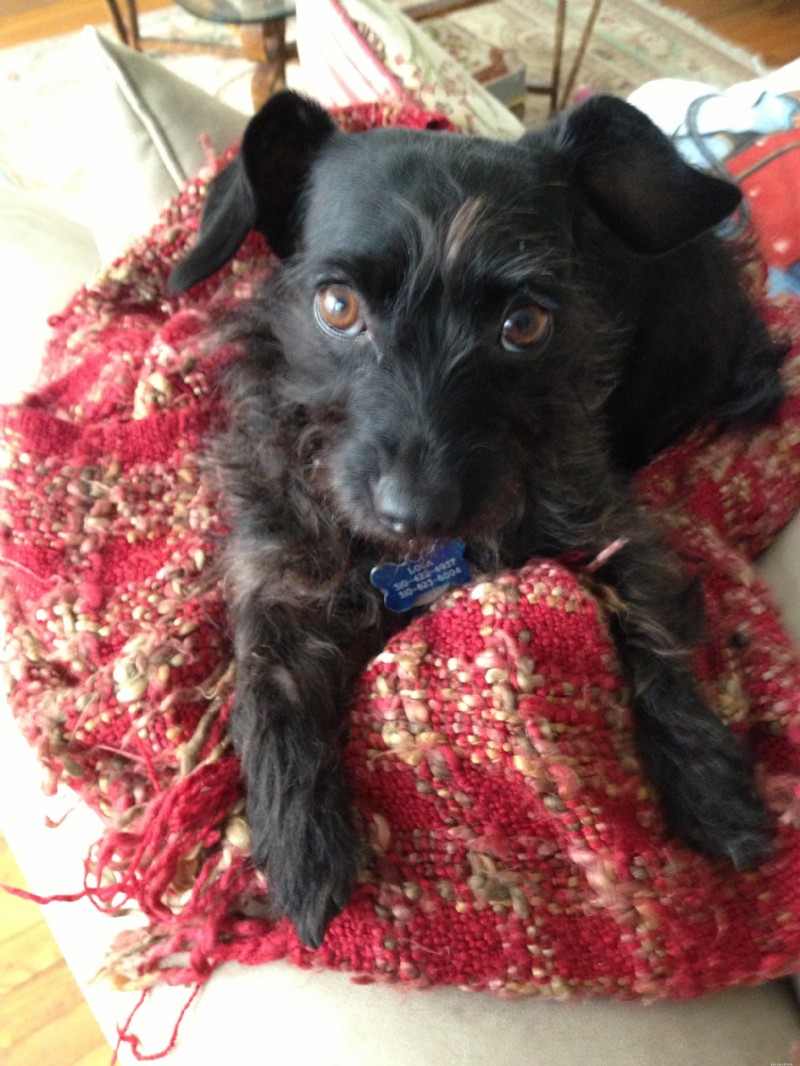 Understanding Squamous Cell Carcinoma in Pets: Signs, Prevention, and Care