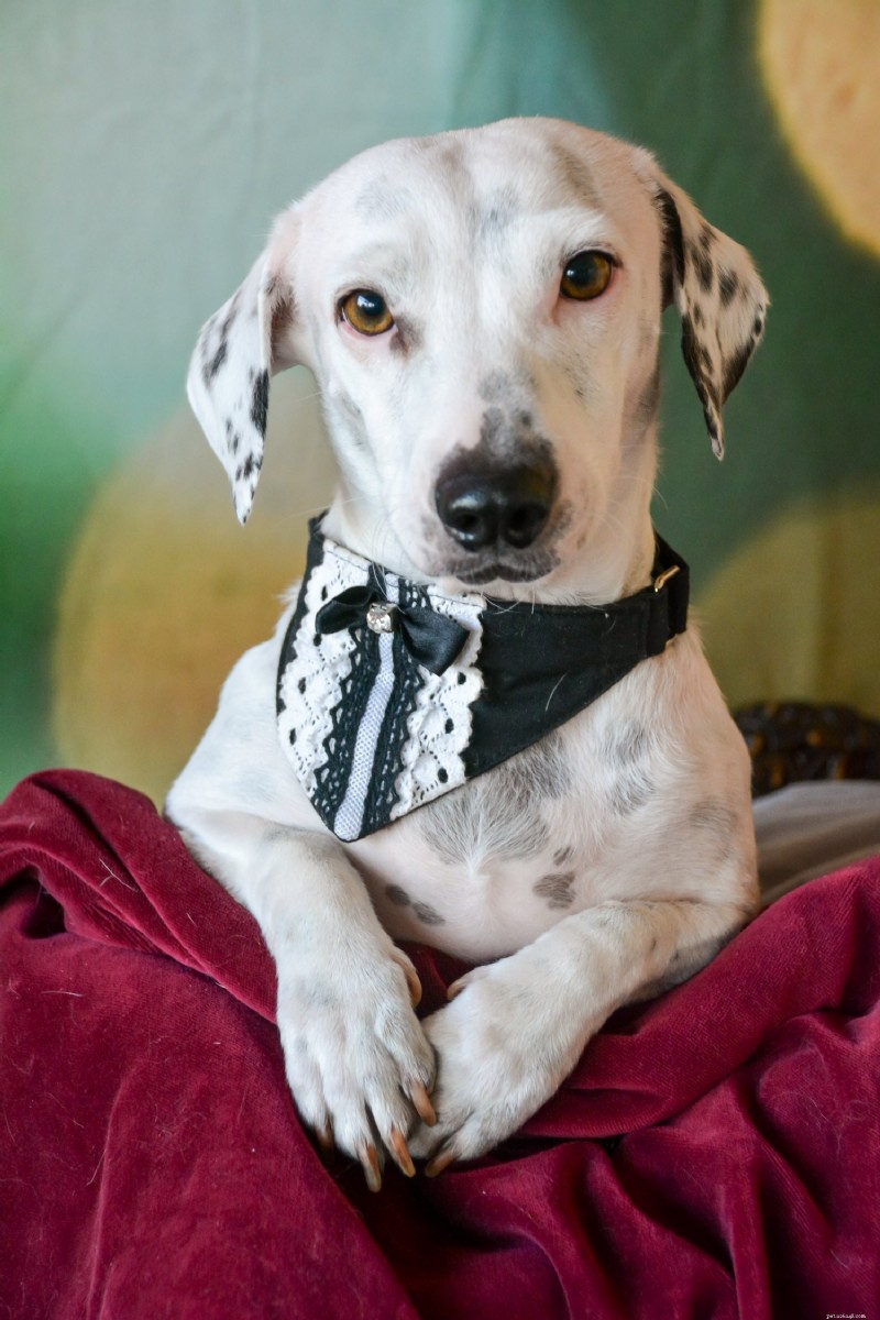 Milkweed: A Common Household Plant That Can Poison Your Pets