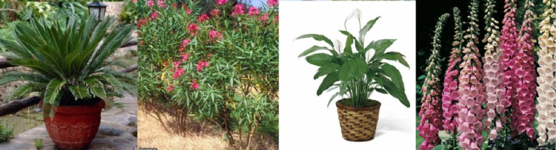 Milkweed: A Common Household Plant That Can Poison Your Pets