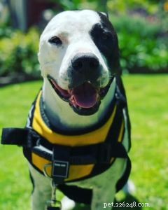 Managing the Cost of Pet Cancer Treatment: A Practical Guide