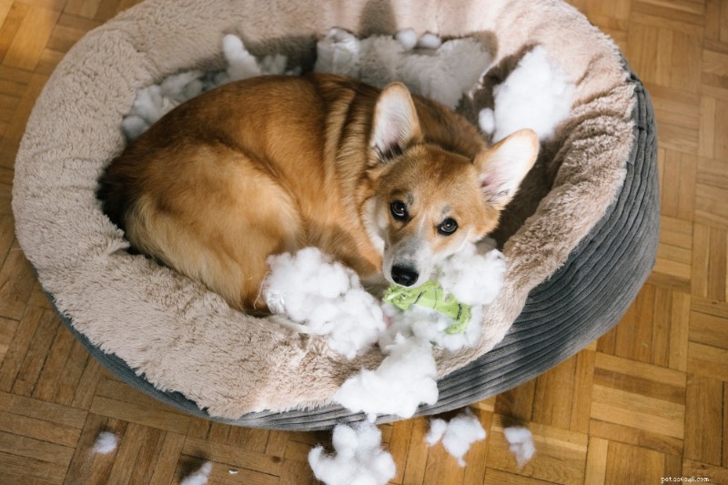 10 Clear Signs Your Dog Is Experiencing Stress – Recognize & Ease Anxiety