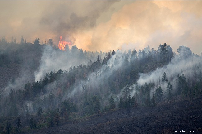 Protect Your Pets: Understanding the Impact of Wildfire Smoke on Animal Health