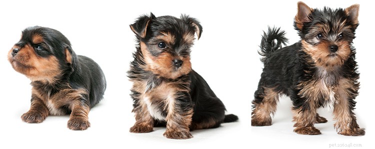 The Truth About Dog Years: How to Accurately Convert Your Dog s Age to Human Years