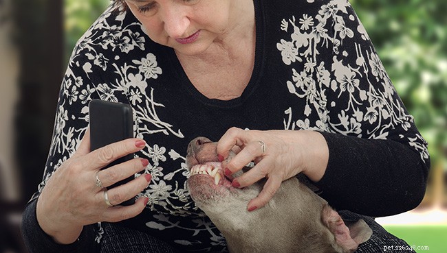 Veterinary Telemedicine Explained: How It Works and Benefits Your Pets
