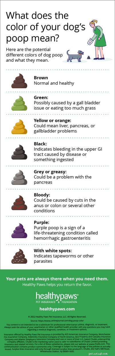 Veterinary Guide: Spotting Healthy Dog Poop to Detect Health Issues