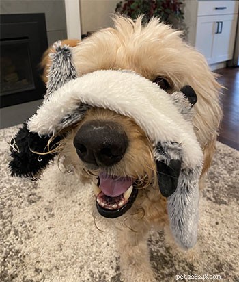 Goldendoodle Yakky Survives Kidney Mass Surgery – A Heartening Recovery Story
