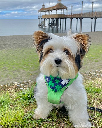 Effective Seizure Management in a Terrier: Medication and Pet Insurance Coverage