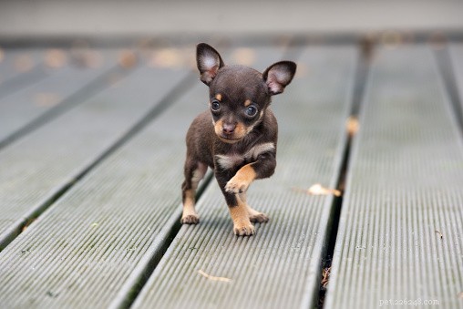The Truth About Teacup Dogs: Size, Care, and Popular Breeds