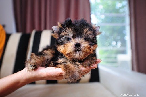 The Truth About Teacup Dogs: Size, Care, and Popular Breeds