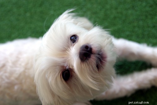 The Truth About Teacup Dogs: Size, Care, and Popular Breeds