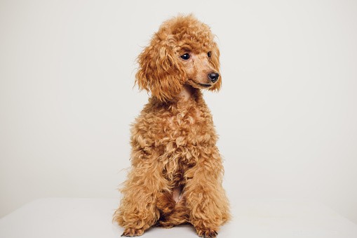 The Truth About Teacup Dogs: Size, Care, and Popular Breeds