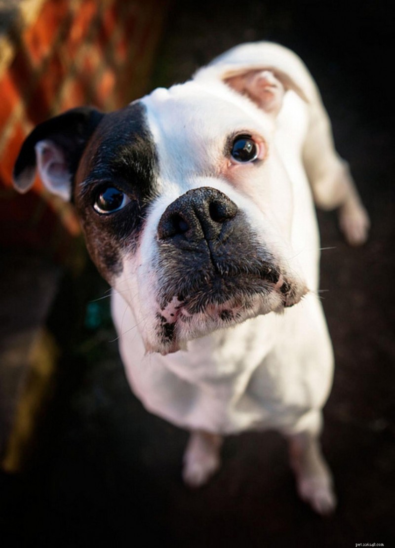 Top Dog Breeds That Make Perfect Family Companions