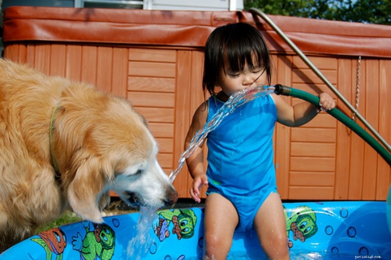 Top Dog Breeds That Make Perfect Family Companions