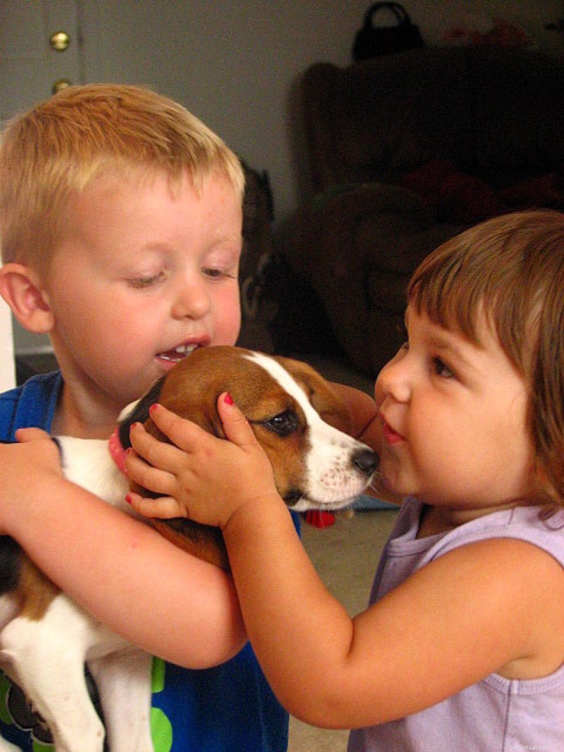 Top Dog Breeds That Make Perfect Family Companions