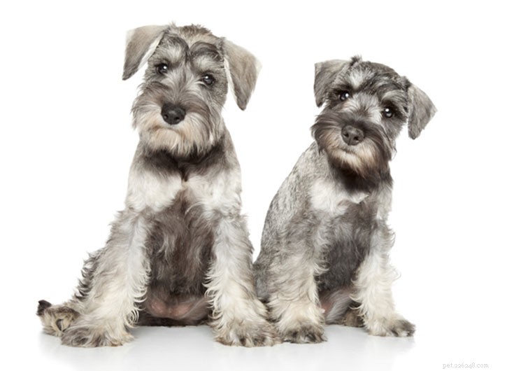Miniature Schnauzer Breed Profile: Size, Personality & Care