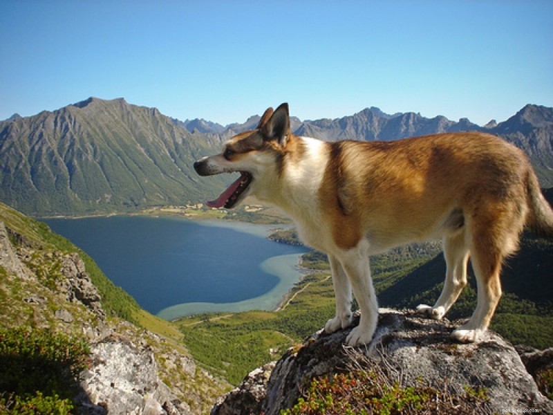 6 Beautiful Dog Breeds You’ve Never Heard Of