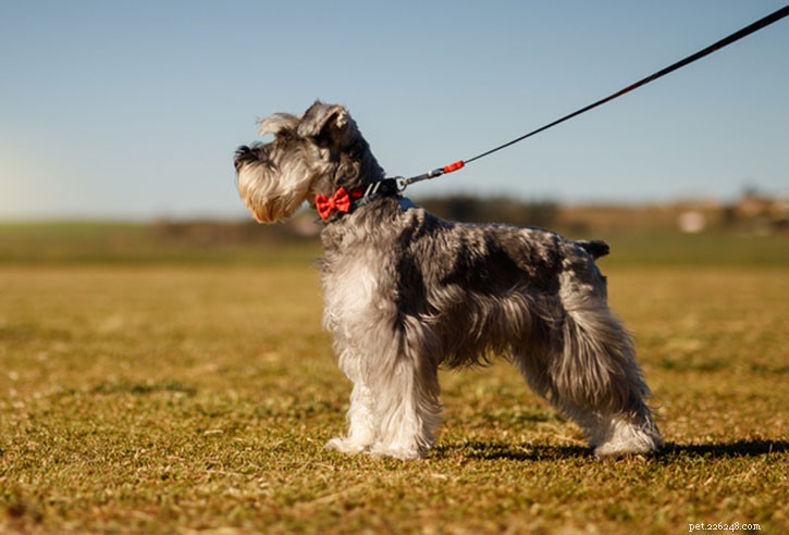 Miniature Schnauzer Breed Profile: Size, Personality & Care