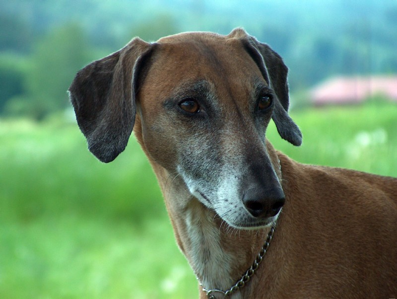 6 Beautiful Dog Breeds You’ve Never Heard Of