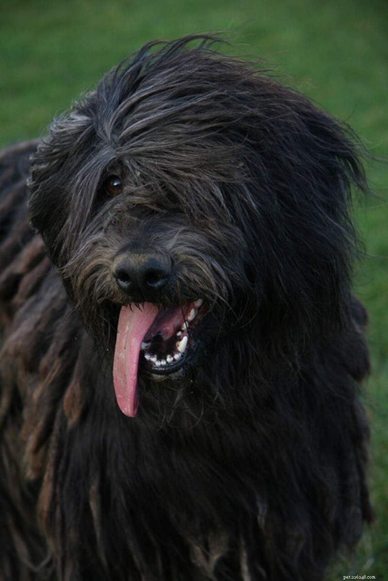 6 Beautiful Dog Breeds You’ve Never Heard Of