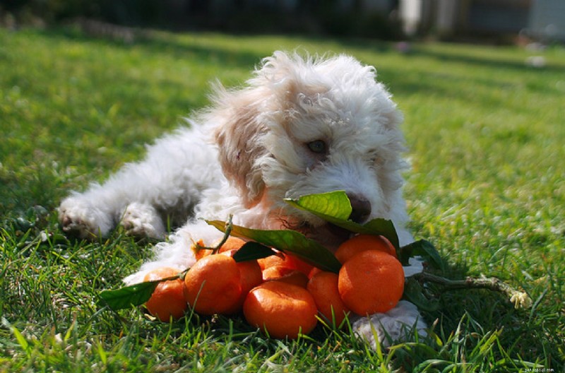 6 Beautiful Dog Breeds You’ve Never Heard Of