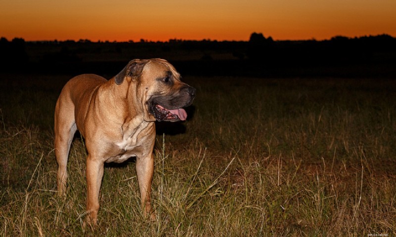 6 Beautiful Dog Breeds You’ve Never Heard Of
