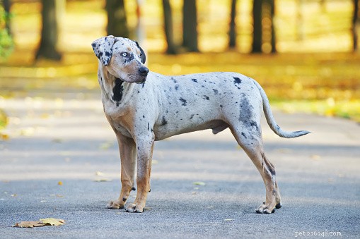 Explore 9 Remarkably Unique Dog Breeds