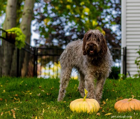 Explore 9 Remarkably Unique Dog Breeds