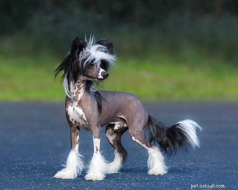 Explore 9 Remarkably Unique Dog Breeds