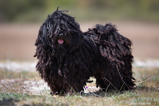 Explore 9 Remarkably Unique Dog Breeds