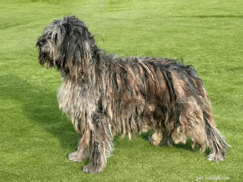 Explore 9 Remarkably Unique Dog Breeds